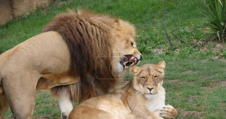Téléchargez les photos : Lion africain, panthera leo, Paire, Homme à bouche ouverte, Masai Mara Park au Kenya - en image libre de droit