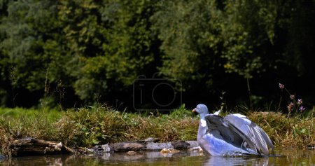 Photo for Wood Pigeon, columba palumbus, Adult in Flight, Taking off from Water, Normandy in France - Royalty Free Image