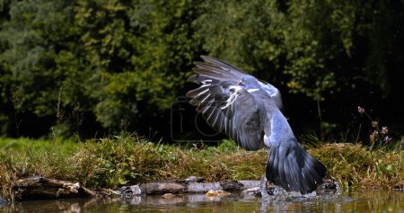 Téléchargez les photos : Pigeon des bois, Columba palumbus, Adulte en vol, Décollage de l'eau, Normandie en France - en image libre de droit
