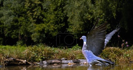 Téléchargez les photos : Pigeon des bois, Columba palumbus, Adulte en vol, Décollage de l'eau, Normandie en France - en image libre de droit