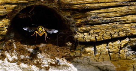 Photo for Paper Wasp, polistes sp, Adult flapping Wings at Nest Entrance, Normandy in France - Royalty Free Image