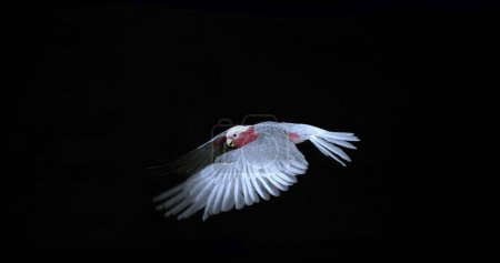 Photo for Galah, eolophus roseicapilla, Adult in Flight against Black Background - Royalty Free Image