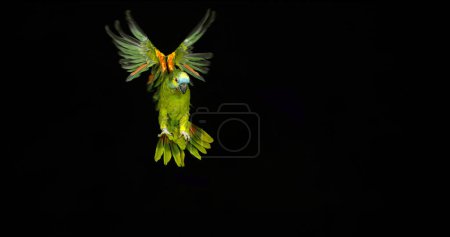 Foto de Amazona frenteazul o Amazona frenteturquesa, amazona aestiva, Adulto en vuelo - Imagen libre de derechos