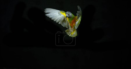 Téléchargez les photos : Sénégal Perroquet, poicephalus senegalus, adulte en vol - en image libre de droit