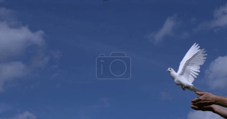 Photo for White Dove, Columba livia, Adult in flight, Taking off from Hands, Normandy in France - Royalty Free Image