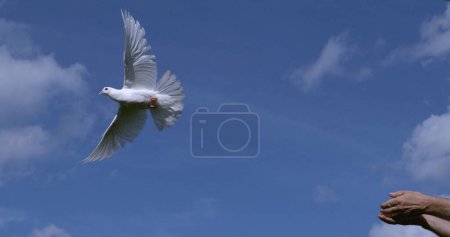 Photo for White Dove, Columba livia, Adult in flight, Taking off from Hands, Normandy in France - Royalty Free Image