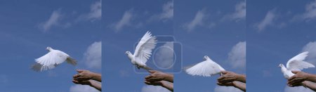Photo for White Dove, Columba livia, Adult in flight, Taking off from Hands, Normandy - Royalty Free Image