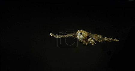 Photo for Eurasian Tawny Owl, strix aluco, Adult in Flight, Normandy in France - Royalty Free Image