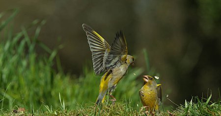Foto de European Greenfinch, carduelis chloris, Adulto en Vuelo, Lucha, Normandía en Francia - Imagen libre de derechos
