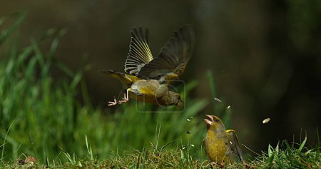 Photo for European Greenfinch, carduelis chloris, Adult in Flight, Fighting, Normandy in France - Royalty Free Image