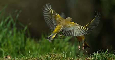 European Greenfinch, carduelis chloris, Adult in Flight, Fighting, Normandy in France