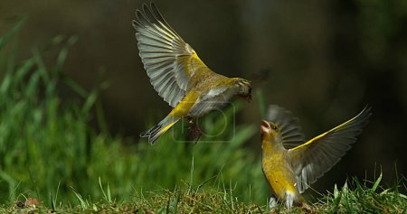 European Greenfinch, carduelis chloris, Adult in Flight, Fighting, Normandy in France