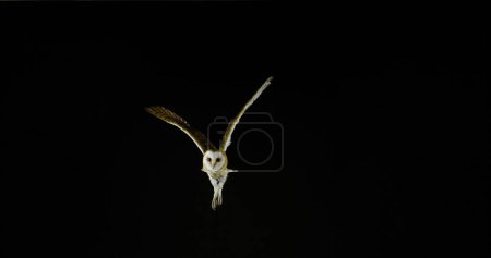 Photo for Barn Owl, tyto alba, Adult in flight, Normandy in France - Royalty Free Image