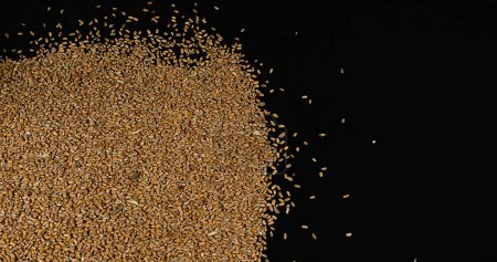 Photo for Wheat, triticum sp, falling against Black Background - Royalty Free Image