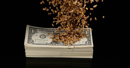 Photo for Wheat, triticum sp, falling on Dollar Bank Notes against Black Background - Royalty Free Image