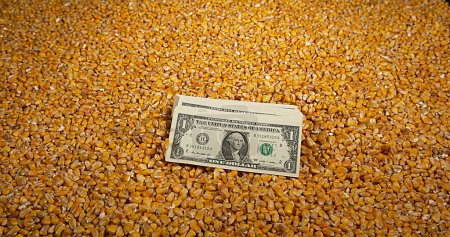 Photo for Corn and Flying Dollar Bank Notes - Royalty Free Image