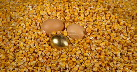 Photo for Golden Chicken egg and Corn, zea mays - Royalty Free Image