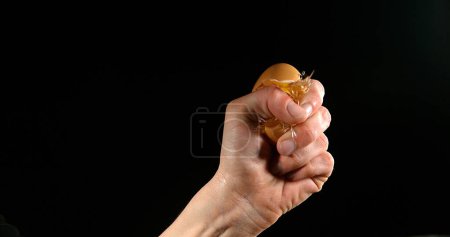 Téléchargez les photos : Main de femme avec un oeuf de poulet sur fond noir - en image libre de droit
