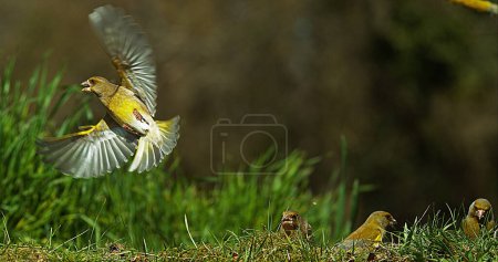 Photo for European Greenfinch, carduelis chloris, Adult in Flight, Normandy - Royalty Free Image