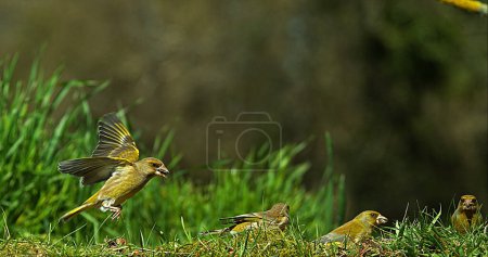 Photo for European Greenfinch, carduelis chloris, Adult in Flight, Normandy - Royalty Free Image
