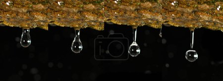 Téléchargez les photos : Pluie tombant sur Branch, Normandie - en image libre de droit
