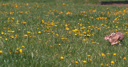 Téléchargez les photos : Lapin européen ou lapin sauvage, oryctolagus cuniculus, adulte traversant les fleurs, Normandie - en image libre de droit