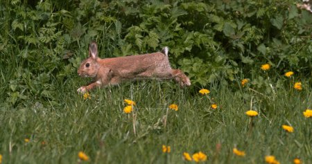 Foto de Conejo Europeo o Conejo Silvestre, oryctolagus cuniculus, Adulto corriendo por Flores, Normandía - Imagen libre de derechos