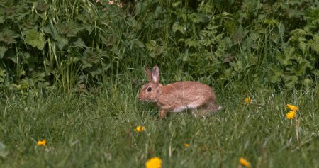 Téléchargez les photos : Lapin européen ou lapin sauvage, oryctolagus cuniculus, adulte traversant les fleurs, Normandie - en image libre de droit