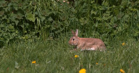 Foto de Conejo Europeo o Conejo Silvestre, oryctolagus cuniculus, Adulto corriendo por Flores, Normandía - Imagen libre de derechos