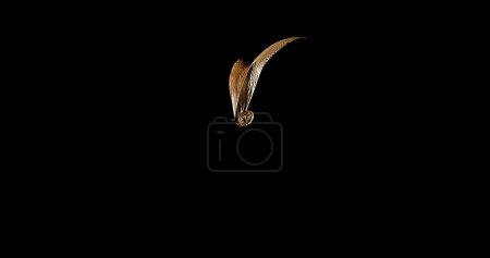 Photo for Tree produces Seeds with stiff wings covering the seed that enable them to fly long distances. The wings are twisted and balanced so that the seed spins around as it is carried along by the wind, Cambodge - Royalty Free Image