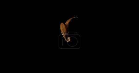 Photo for Tree produces Seeds with stiff wings covering the seed that enable them to fly long distances. The wings are twisted and balanced so that the seed spins around as it is carried along by the wind, Cambodge - Royalty Free Image