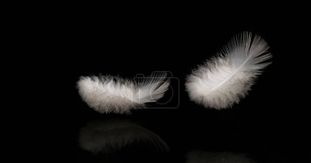 Photo for White Feathers Falling against Black Background, Normandy - Royalty Free Image