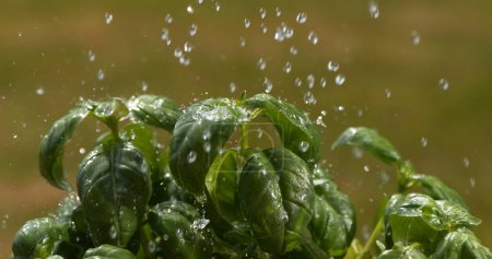 Téléchargez les photos : Pluie tombant Basilic, Ocimum basilicum, Normandie - en image libre de droit