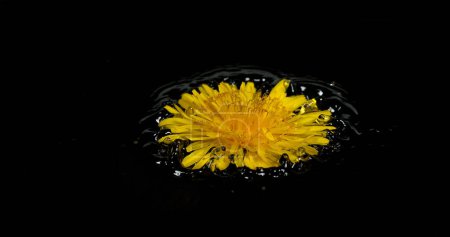 Photo for Flower of Common Dandelion, taraxacum officinale, falling on Water, Normandy, - Royalty Free Image