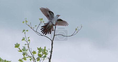 Common Cuckoo, cuculus canorus, Adult in Flight, Landing on Branch, Normandy