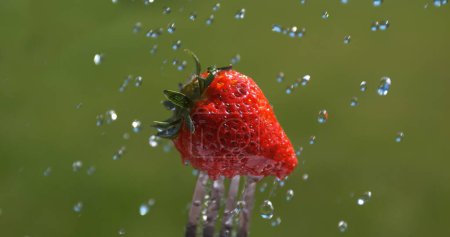 Foto de Fresas, fragaria vesca, Agua cayendo sobre frutas - Imagen libre de derechos