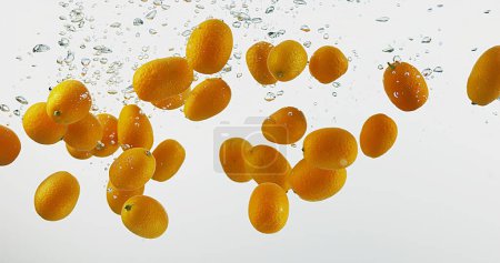 Téléchargez les photos : Kumquat, fortunella margarita, Fruits tombant dans l'eau sur fond blanc - en image libre de droit
