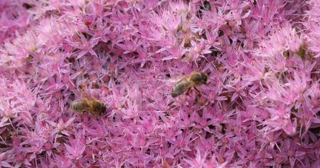Téléchargez les photos : Abeille à miel européenne, apis mellifera, Adulte Collecter le nectar de fleur - en image libre de droit