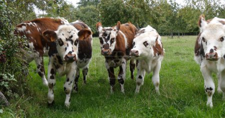 Téléchargez les photos : Normandie Bovins, Vaches en prairie, Normandie - en image libre de droit