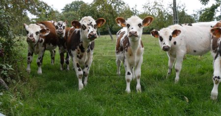 Foto de Ganado de Normandía, Vacas en el prado, Normandía - Imagen libre de derechos