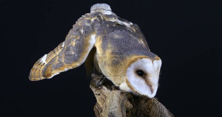 Photo for Barn Owl, tyto alba, Adult against Black Background, Normandy in France - Royalty Free Image