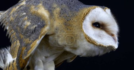 Photo for Barn Owl, tyto alba, Adult against Black Background, Normandy in France - Royalty Free Image