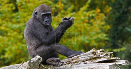 Téléchargez les photos : Gorille des basses terres de l'Est, gorille gorille graueri, Jeune - en image libre de droit