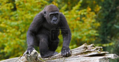 Foto de Gorilas orientales bajas, gorilas gorilas graueri, Joven - Imagen libre de derechos