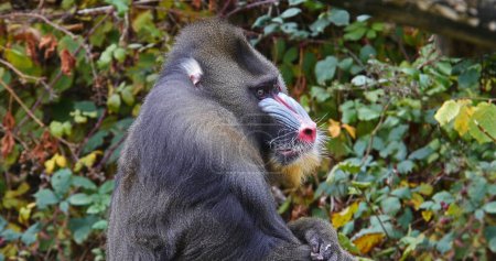 Photo for Mandrill, mandrillus sphinx, Portrait of Male - Royalty Free Image