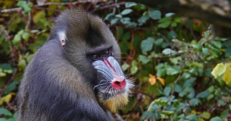 Photo for Mandrill, mandrillus sphinx, Portrait of Male - Royalty Free Image