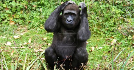 Photo for Eastern Lowland Gorilla, gorilla gorilla graueri, Female sitting - Royalty Free Image