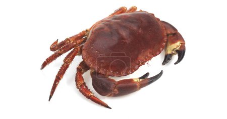 Téléchargez les photos : Crabe comestible, cancer pagurus sur fond blanc - en image libre de droit