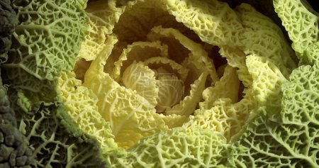 Foto de Col verde enano, brassica oleracea, vegetal contra fondo blanco - Imagen libre de derechos