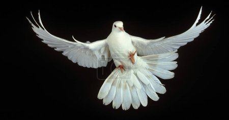 Photo for White Dove, columba livia, Adult in Flight against Black Background - Royalty Free Image